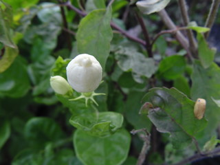 Indian Garden Flowers and Buds
