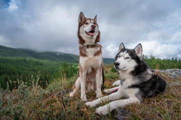 Siberian husky resting in the mountain summer forest. Two husky dogs on a walk. Brown and black and white dogs with blue eyes