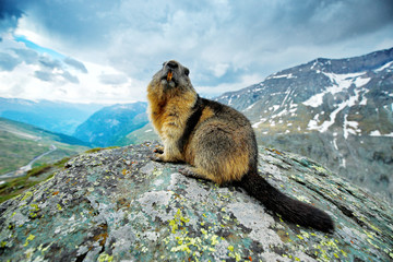 Cute fat animal Marmot, sitting in the grass with nature rock mountain habitat, Alp, Italy. Wildlife scene from wild nature. Funny image, detail of Marmot.