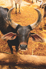 indian dairy farming, indian cattle