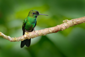 Humminbird frm Colombia  in the bloom flower, Colombia, wildlife from tropic jungle. Wildlife scene from nature. Hummingbird with pink flower, in flight.