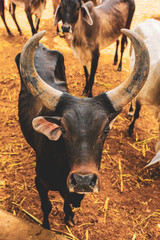 indian dairy farming, indian cattle