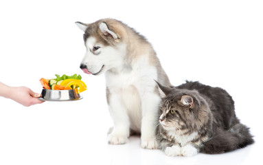 Obraz premium Alaskan malamute puppy and maine coon cat looking on a bowl of vegetables. Isolated on white background