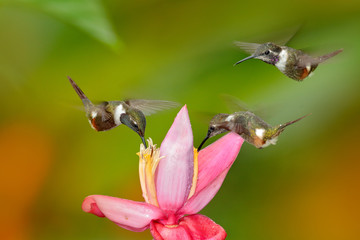 Tinny bird with pink flower. Three hummingbirds with bloom, in flight. Flight of Purple-throated Woodstar, Calliphlox mitchellii, in the bloom flower, Colombia, wildlife from tropic jungle.