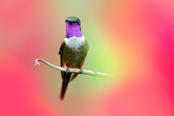 Hummingbird from Colombia  in bloom flower, Colombia, wildlife from tropic jungle. Wildlife scene from nature. Hummingbird with pink flower, in flight. Purple-throated Woodstar Calliphlox mitchellii.