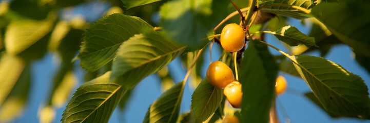 Ripe yellow cherries on a branch in the garden