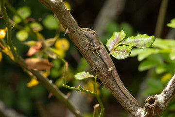 green lizard on a tree