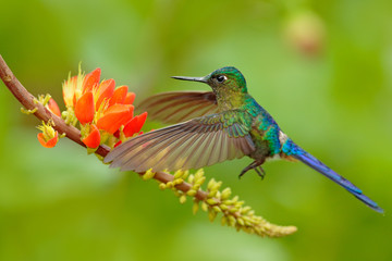  Hummingbird Long-tailed Sylph, Aglaiocercus kingi with orange flower, in flight. Hummingbird from Colombia  in the bloom flower, wildlife from tropic jungle.