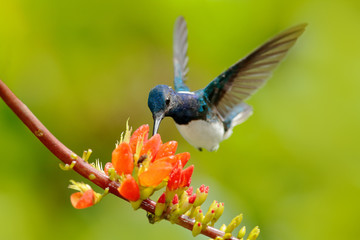 White-necked Jacobin, Florisuga mellivora, blue and white little bird hummingbird flying next to beautiful orange flower with green and orange forest background, Colombia.