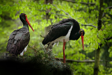Detail of black stork. Wildlife scene from nature. Bird Black Stork with red bill, Ciconia nigra,...