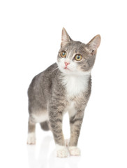 Obraz premium Young cat standing in front view and looking up. isolated on white background