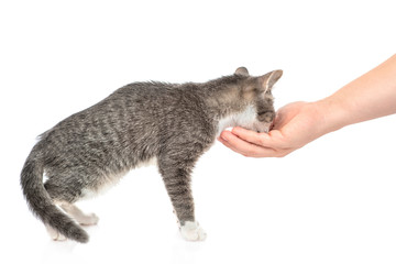 Cat eats from a female palm. isolated on white background