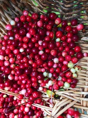 Fresh cranberries in a wooden basket in the forest