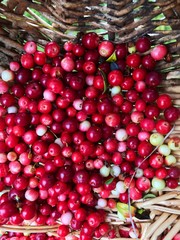 Fresh cranberries in a wooden basket in the forest
