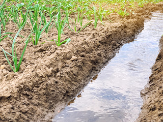 Irrigation of leek plantations in the field. Traditional natural watering. Eco-friendly products. Agriculture and farmland. Crops. Growing organic vegetables.