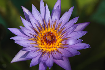 Lila bl&uuml;hende Teichrose