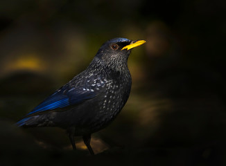 Blue whistling thrush a gorgeous bird in forest in first light