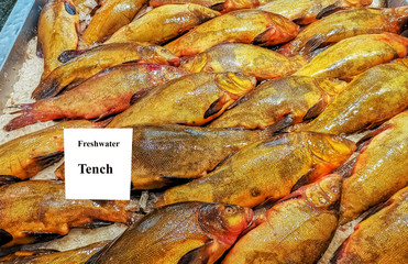 Wild freshwater Tench fish on market place, the species is belonging to the family of Cyprinidae and is very popular on European fish markets