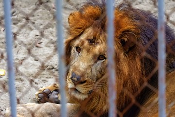 Lion in cage