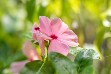 flor cor de rosa com fundo desfocado verde