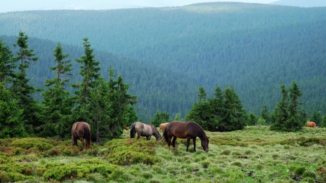horses and cows graze in a pasture in the mountains, Jeseniky Mountains Praděd