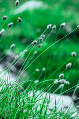 Abstract floral grass backdrop. Meadow herbs, alpine mountain fields, atmospheric backdrop.