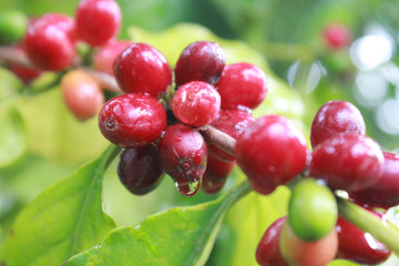 Cherry coffee is wet form rain​ on​ the​ tree​ with​ green​ nature​ background.