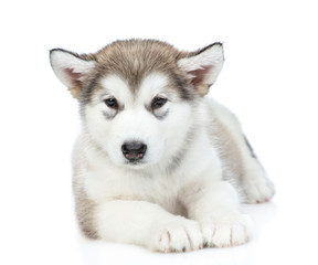 Naklejka na ściany i meble Portrait of a alaskan malamute puppy lying in front view. isolated on white background