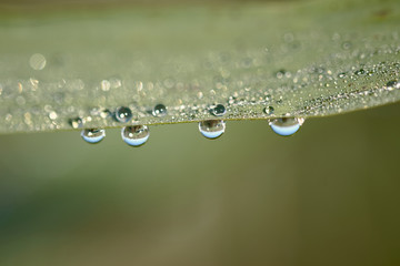 green leaf with dew / water drops and green nature background