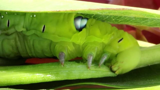 Oleander Hawk Moth Caterpillar (Daphnis nerii, Sphingidae), eat leaves of a plant.