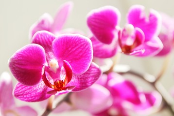 Obraz na płótnie Canvas pink orchid flowers, fuchsia, 