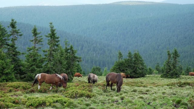 horses and cows graze in a pasture in the mountains, Jeseniky Mountains Praděd