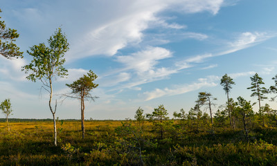 landscape with bog sunset colors, tree silhouettes, bog grass, Nigula bog, Estonia