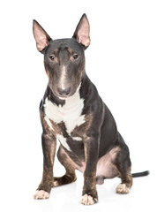 Miniature bull terrier dog looking at camera. isolated on white background
