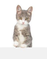 Young cat above empty white banner. Empty space for text. Isolated on white background