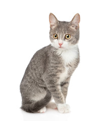 Young cat sitting and looking at camera. isolated on white background