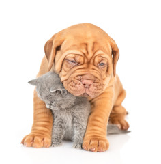 Sad mastiff puppy hugging gray kitten and looking down. isolated on white background