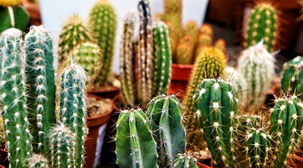 different types of cacti in pots