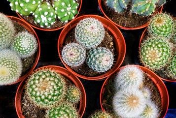 different types of cacti in pots, top view