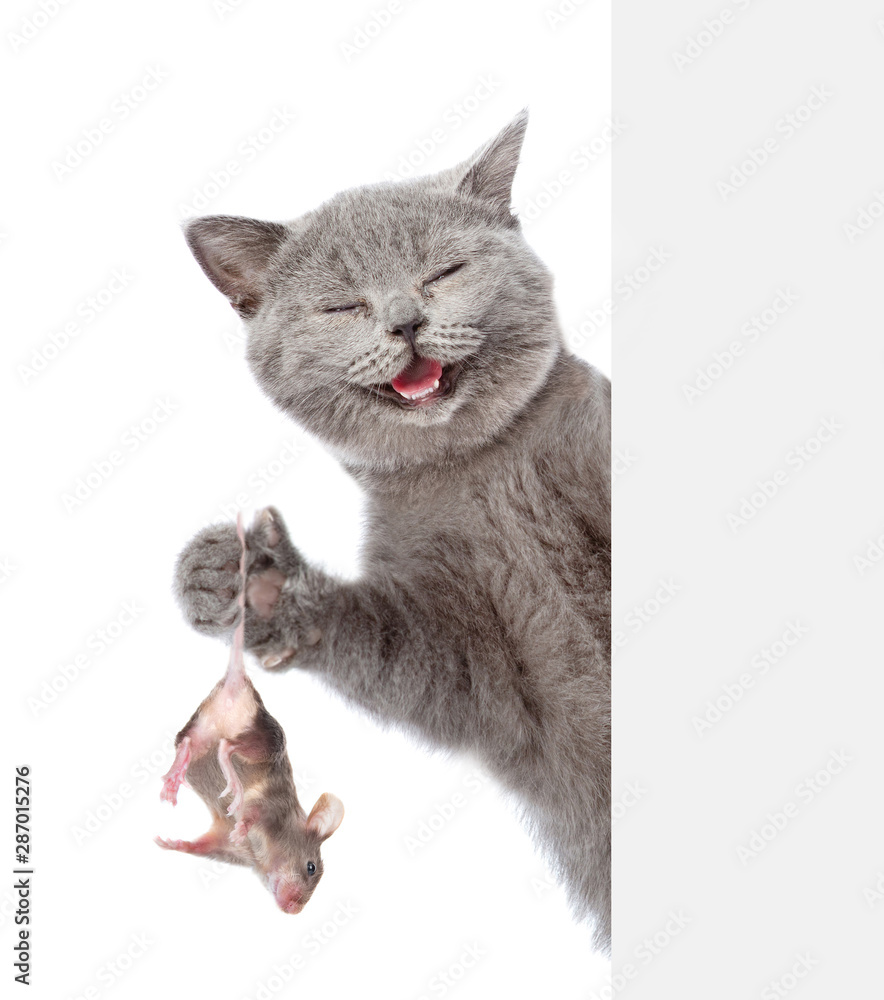 Aufkleber Happy cat caught a mouse and holds in its paws behind empty white banner.  Isolated on white background