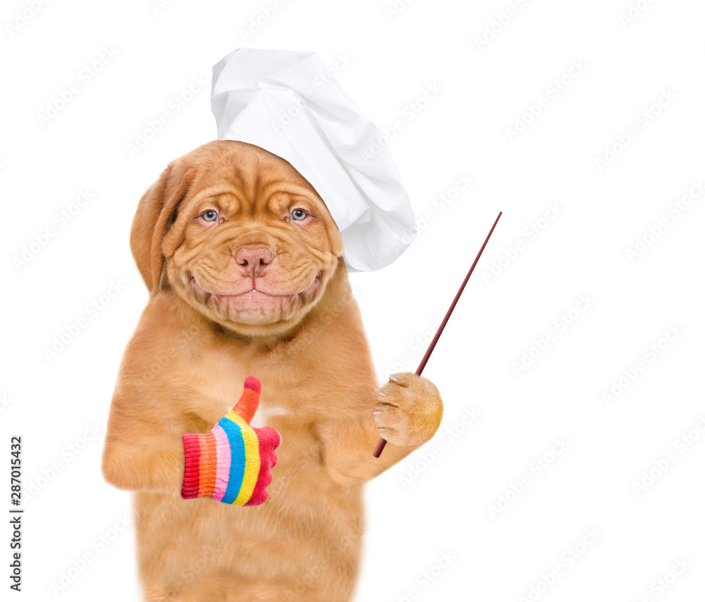 Poster Smiling puppy in chef's hat pointing away on empty space and showing thumbs up. isolated on white background.