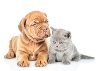 Baby kitten sitting with mastiff puppy in front view. isolated on white background