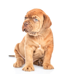Portrait of a mastiff puppy sitting in front view and looking away. isolated on white background