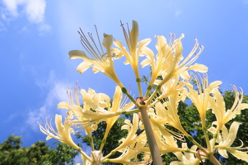 晩夏の青空の中で開花したリコリス