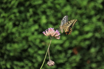 緑の垣根の前で蜜を吸うアゲハチョウ