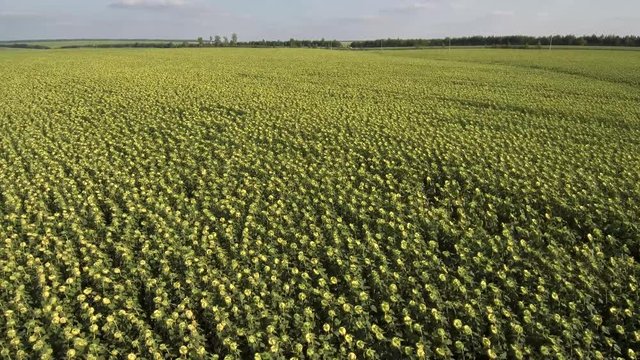 Field of ripe sunflowers. Aerial view.