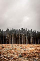 pine forest edge
