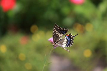 カラフルな羽を広げながら蜜を吸うアゲハチョウ