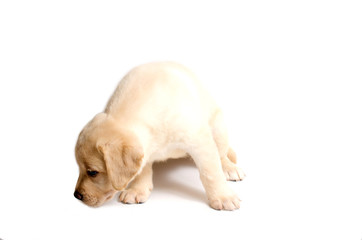 Cute labrador puppy isolated on white background