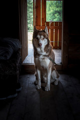 Fototapeta na wymiar Siberian husky dog sitting at the exit of the hunting Lodge in the woods. Husky Dog sitting in a wooden house in the evening in the semi-darkness